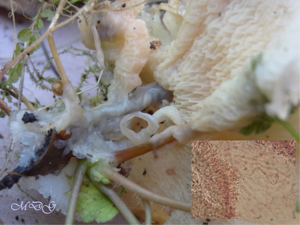 Prima che nevica... Quizzz